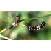 Swallowtail Papilio machaon machaon Sweden 3 male pupae